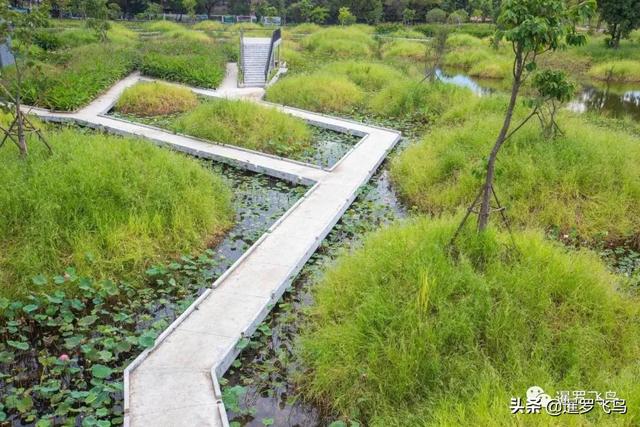 泰國旅行新打卡地：曼谷綠肺中央公園完工，市中心的湖景森林濕地