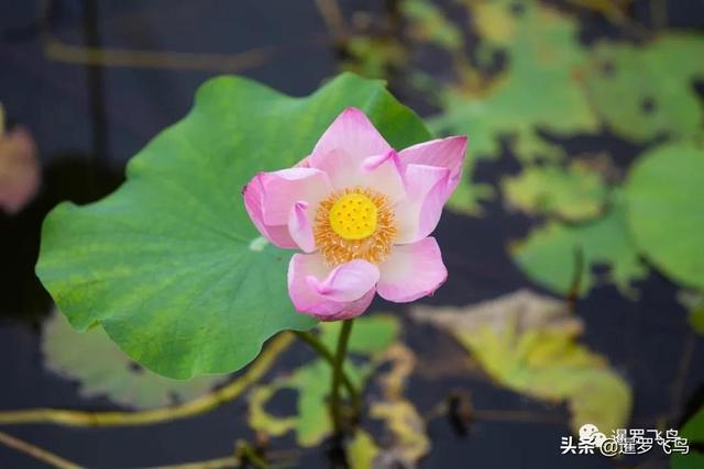泰國旅行新打卡地：曼谷綠肺中央公園完工，市中心的湖景森林濕地