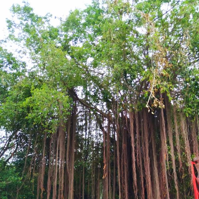 戰友美文美圖老領導周洪明海南行系列2：《海南拾零》