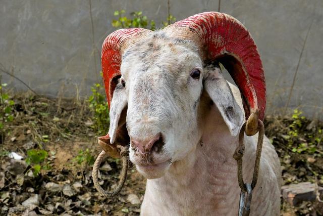 18090斤是正常的体重吗(180正常体重是多少斤)