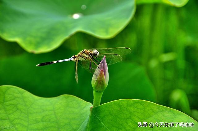 小池古诗意思