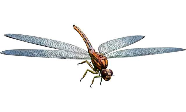 十大灭绝的可怕古生物 史前生物，十大灭绝的可怕古生物鲨鱼