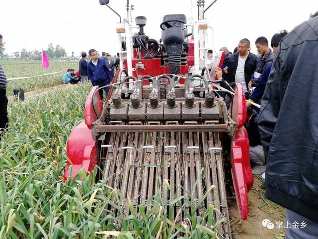 一台机器收大蒜顶60个人？70岁蒜农玩起高科技，机械化条件已成熟