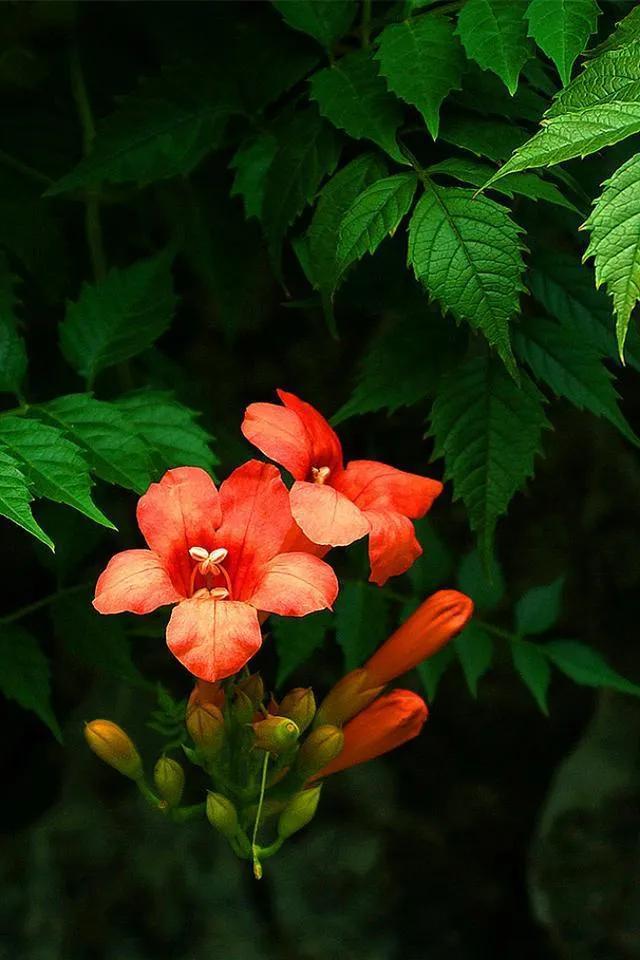 凌霄花开红艳艳
