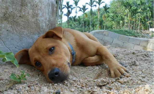 狗狗死后主人不能哭民间说法视频,狗死后主人不能哭为什么