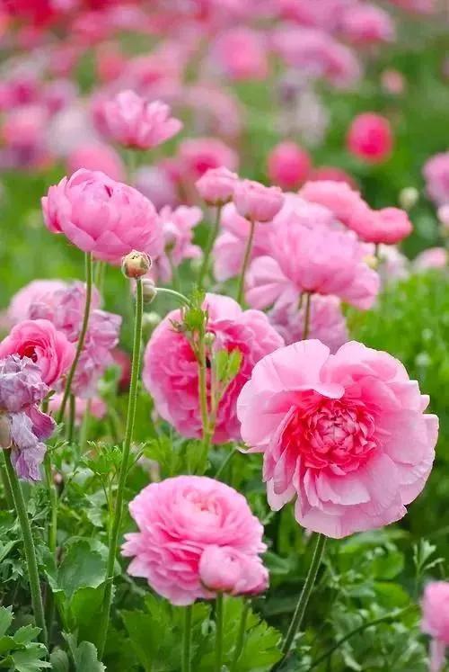 花的世界，芬芳美丽；醉了眼眸，美了心情