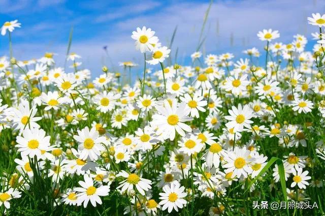 散文：春天，因生而爱