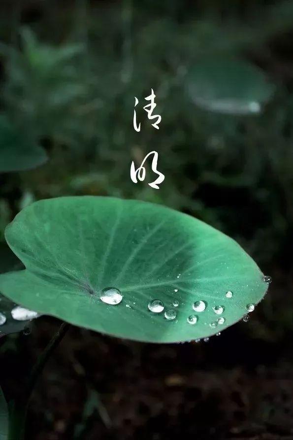 清明时节，如何喝茶养生
