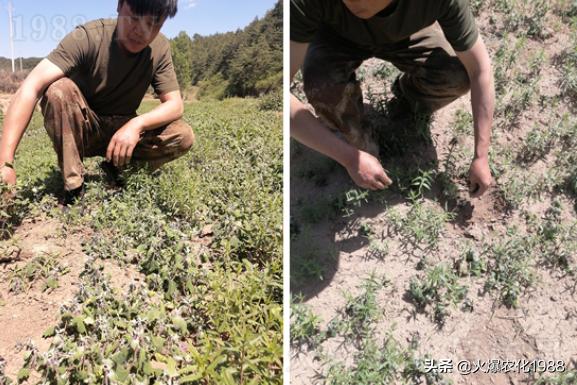 中药材除草无药可用？别着急，安全高效的中药材专用除草剂来了2