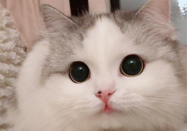 八面玲珑，长辈眼中“乖孩子”，朋友眼中“疯孩子”的星座