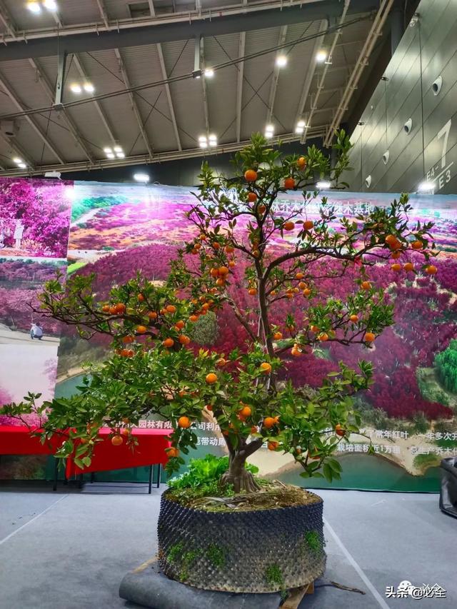 值得参加的园林机械展