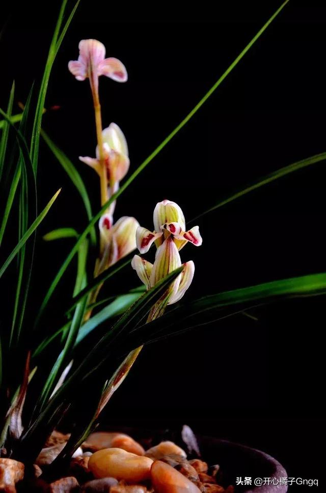 那年花谢花飞时