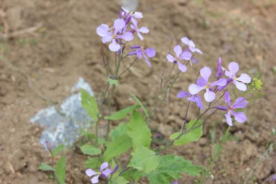 诸葛菜