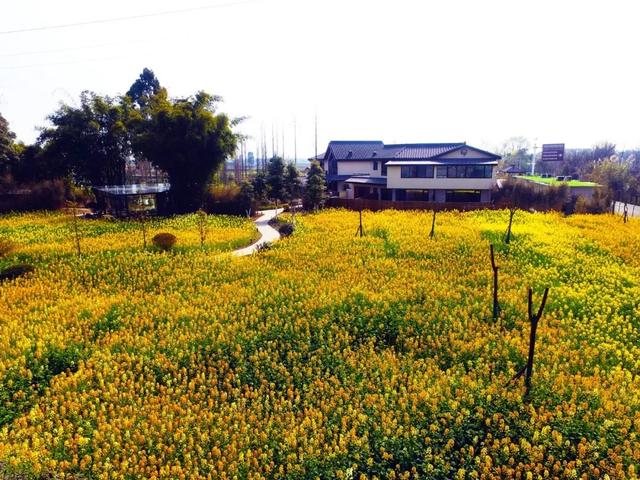 崇州田园花海“诗”会，等你来