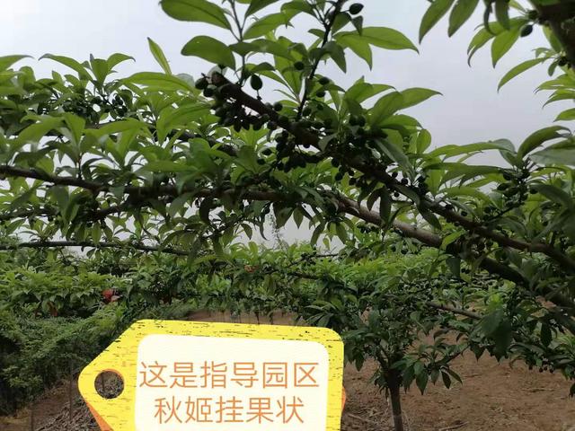 成都塑料瓶破碎机价格