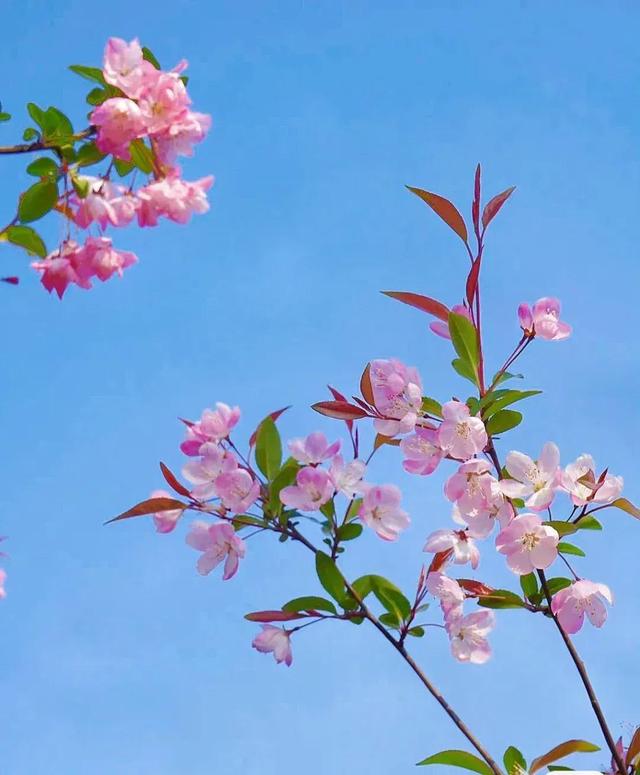 樱花开了，美得一败涂地，它诠释了什么是开始，什么是灿烂