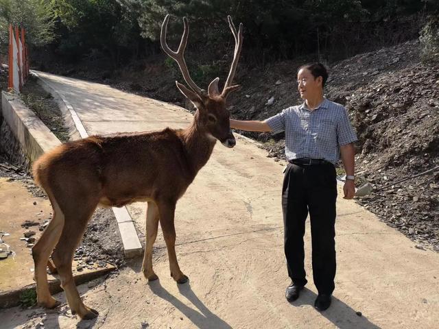 白唇鹿，來自青藏高原的哈瑪