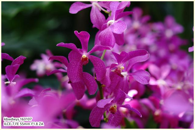 生活雜記：坡島散記08——流連忘返植物園
