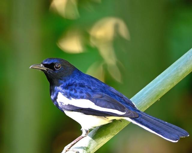 猫头鹰的寓意什么，纹身猫头鹰的寓意