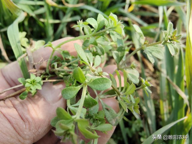 春季麦田除草，四个最安全的新型除草剂品种，除草干净彻底2