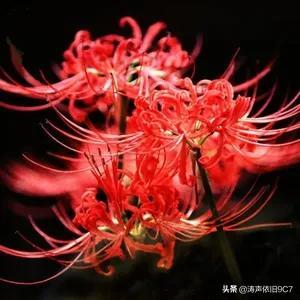 黑色彼岸花图片
