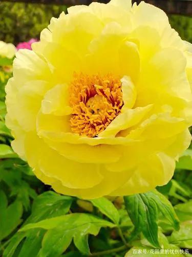 牡丹、芍药大比拼，到底谁最美