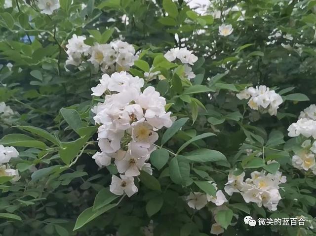 笑念时光安然，携暖与春深行