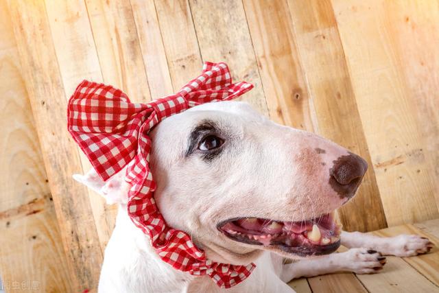 比特犬藏獒 比特犬藏獒（比特犬斗狗全新视频） 动物