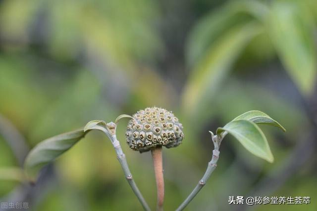 山茱萸怎么吃效果最好