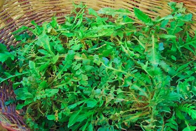 猪肉的最佳伴侣，饺子和馄饨的常见内容物，孕妇不要吃的荠菜