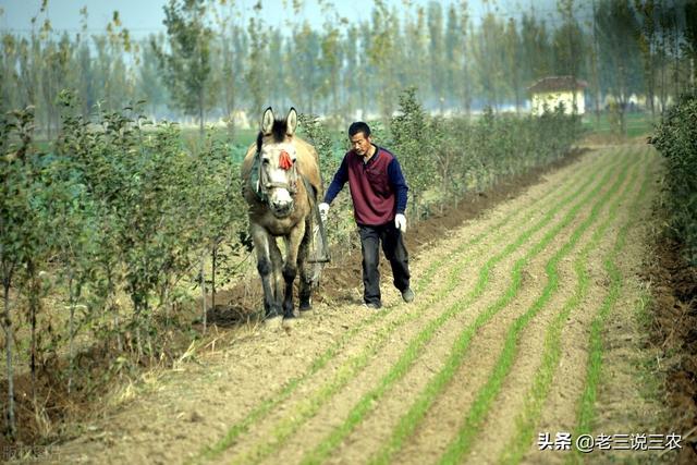 糖精与米糠搭配，给苹果树一撒，果多果甜果大，助力亩产1万斤12