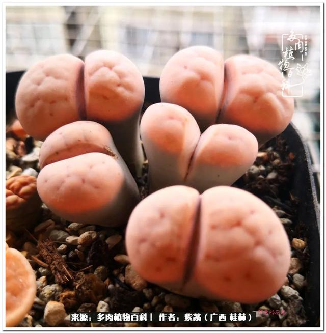 大型制砂机给力富贵机械的简单介绍
