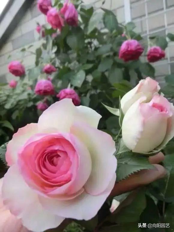 月季花的养殖方法 月季花的养殖方法（月季花的养殖方法和注意事项有哪些） 生活