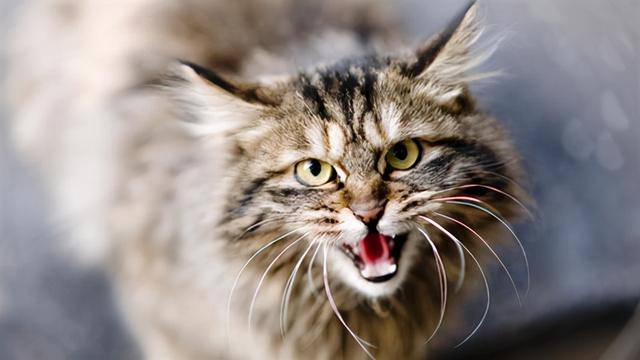 猫咪发出的6种叫声 一个都不懂 证明你养猫很失败 天天要闻