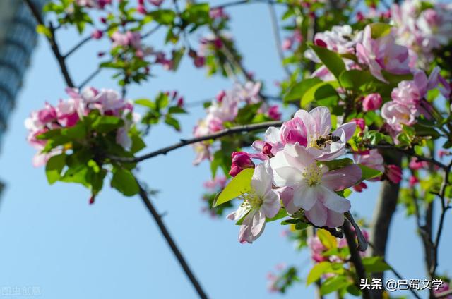 海棠花开（海棠花开花时间）