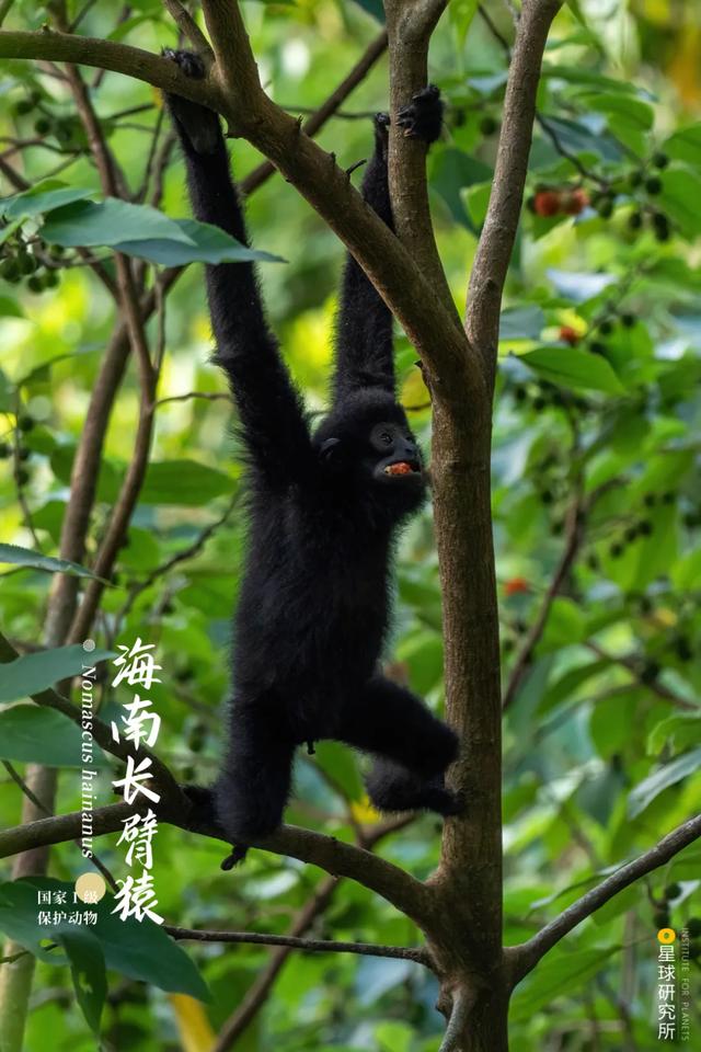 五指山破碎制砂机厂家