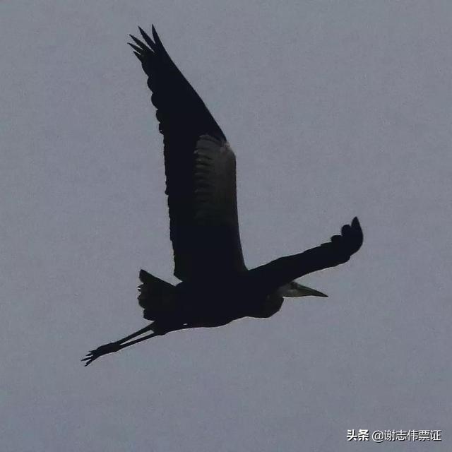 海南風光美（029）像雄鷹展翅翺翔
