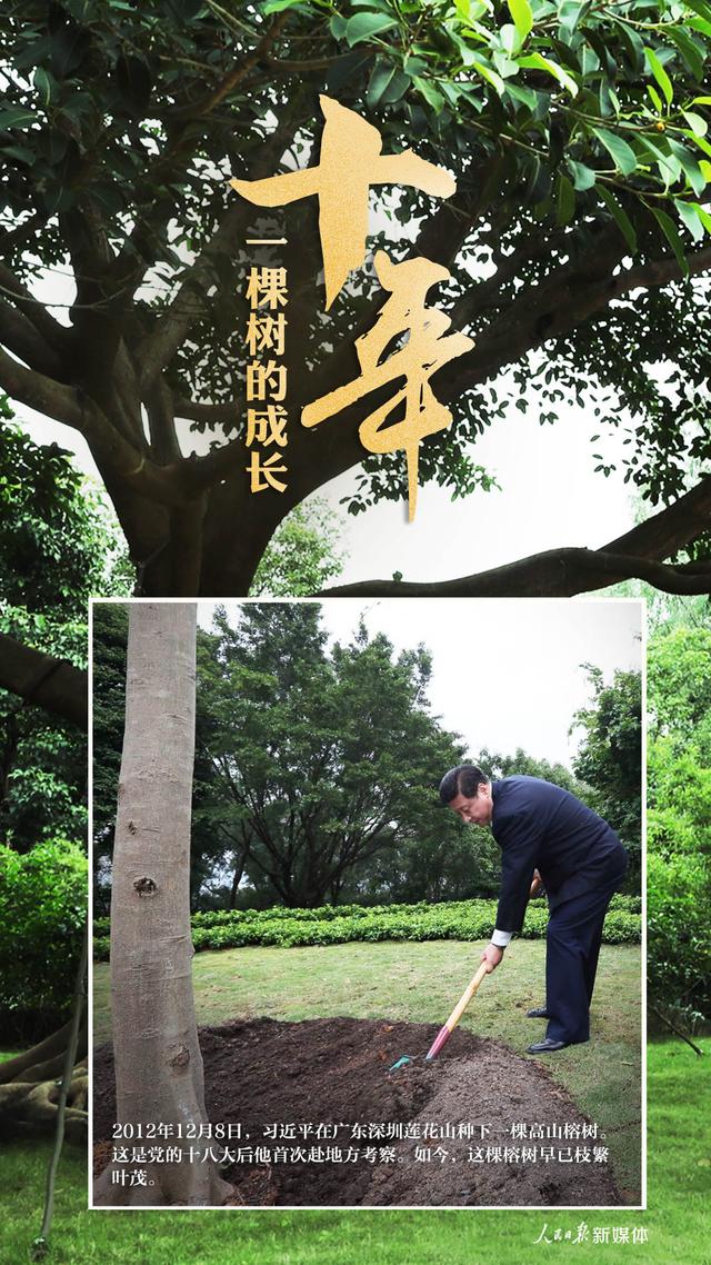 十年，一棵树的成长