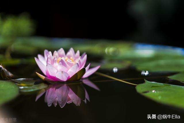 花半开，酒半醉：这样才能享受到人生真正的乐趣