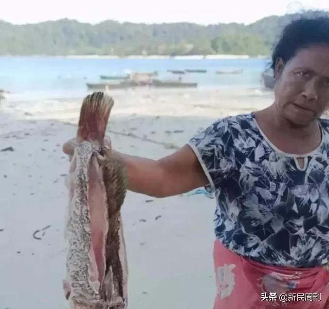 未知世界 日本近海大量鱼类神秘死亡 全网搜