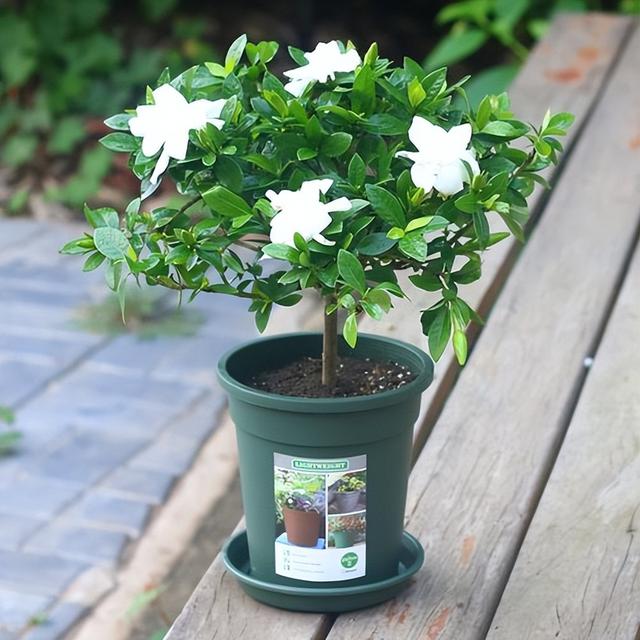 5月花 5月花  5月花开的唯美句子 生活