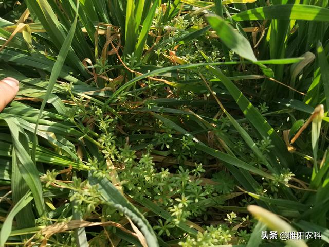 这个除草剂，专杀麦田大草老草等恶性杂草，麦田除草的补救药剂