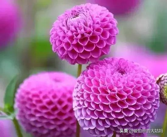 花开不是为了花落，而是为了绽放
