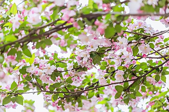 4月24日 疫情里世界在变，但海棠依旧，我心中的愤怒也在慢慢消散