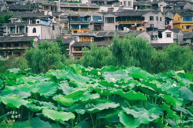 蜀黍什么意思