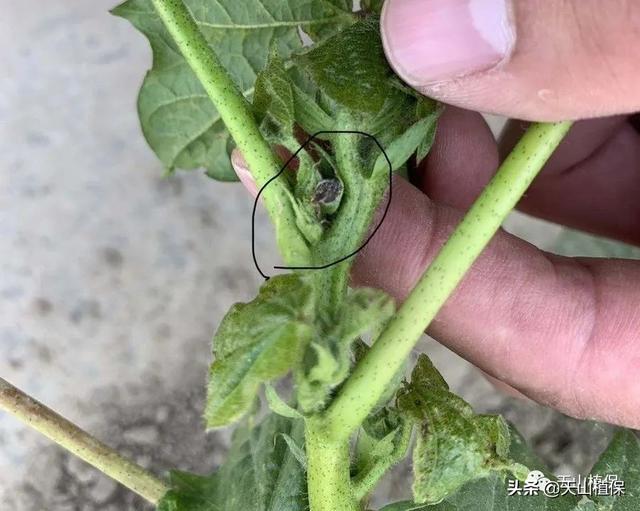 目前为盲蝽蟓危害顶峰期,据查询拜访部门棉田已见盲蝽蟓危害状.