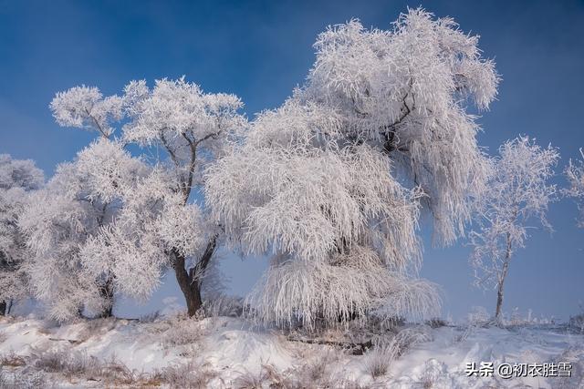 瑞雪的意思