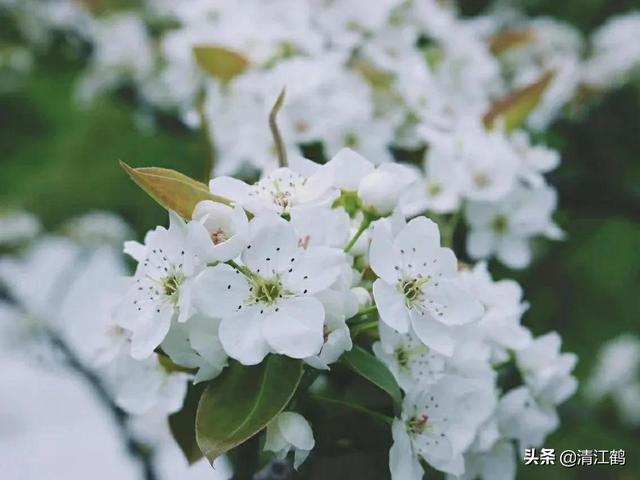 果树开花在即，就地取材自制花芽分化肥，方法简单成本低效果好3