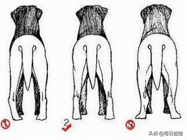 纯种拉布拉多犬价格