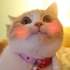 ���������Ŀ������(������Ů����ֵӰ���ж��)